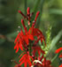 Cardinal Flower